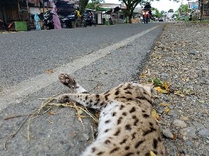 Gambar Kucing Hutan Kalimantan 81021 Nama Untuk Kucing 