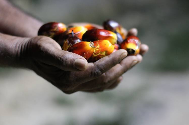 Palm fruit is the basis of a $30 billion global industry, with palm oil the most-consumed vegetable oil in the world.