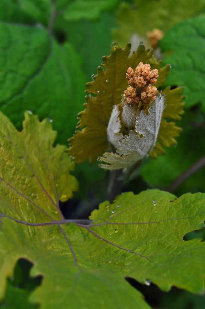 Macleaya cordata