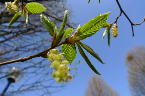 Spring leaves and catkins