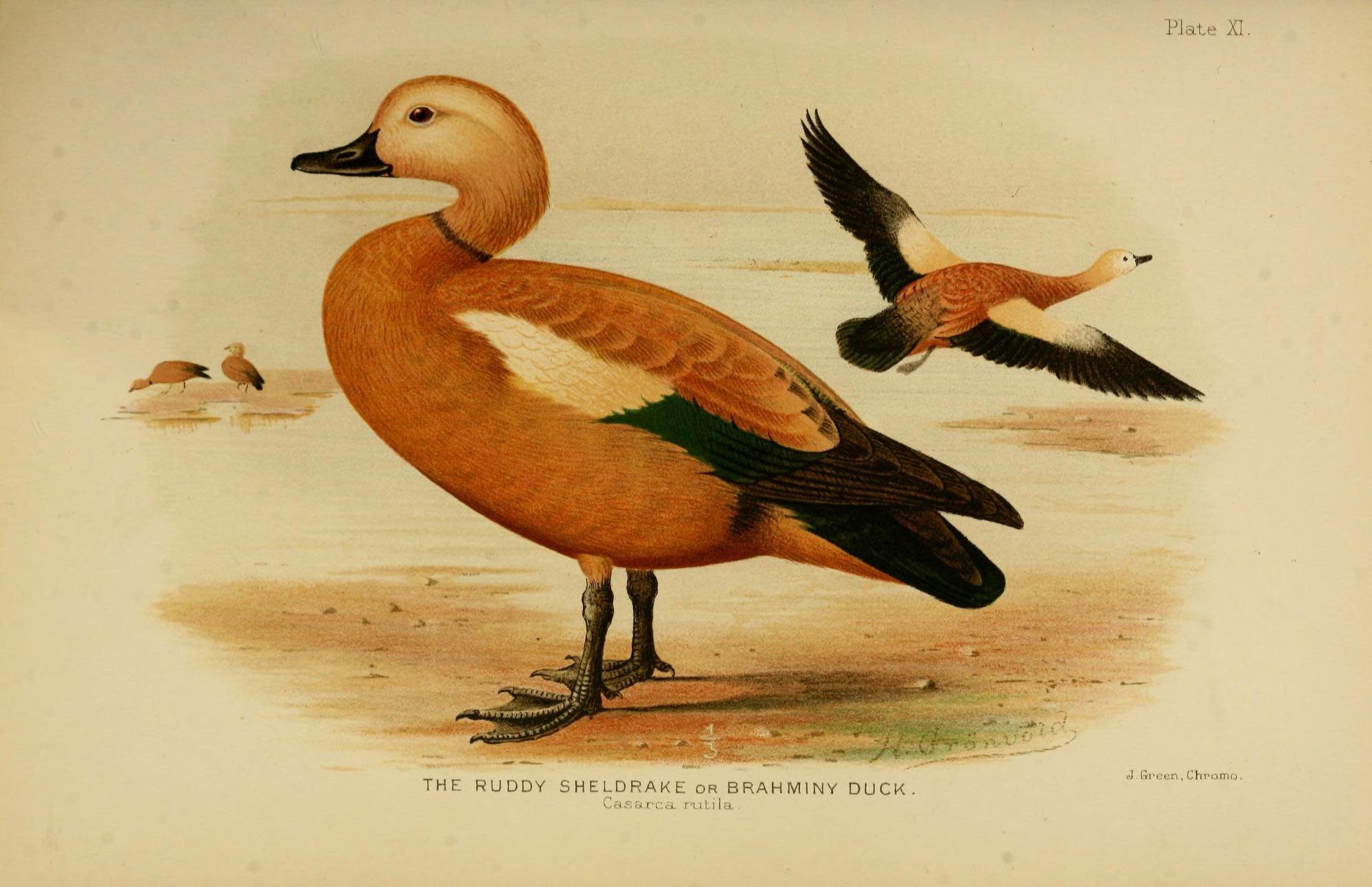 Image result for brahminy duck