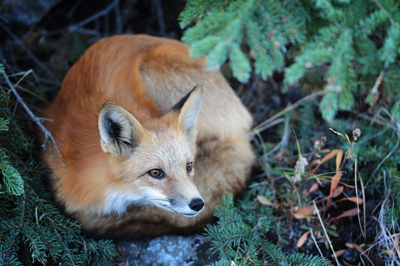 Petit Chien Qui Ressemble A Un Renard Chien Nouvelles