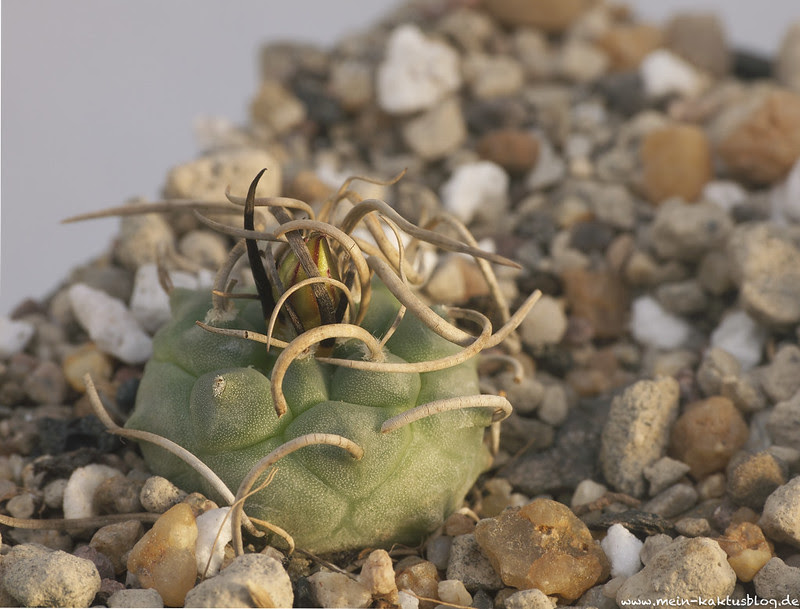 Turbinicarpus schmiedickeanus ssp. klinkerianus, Charco Blanco, S.L.P.