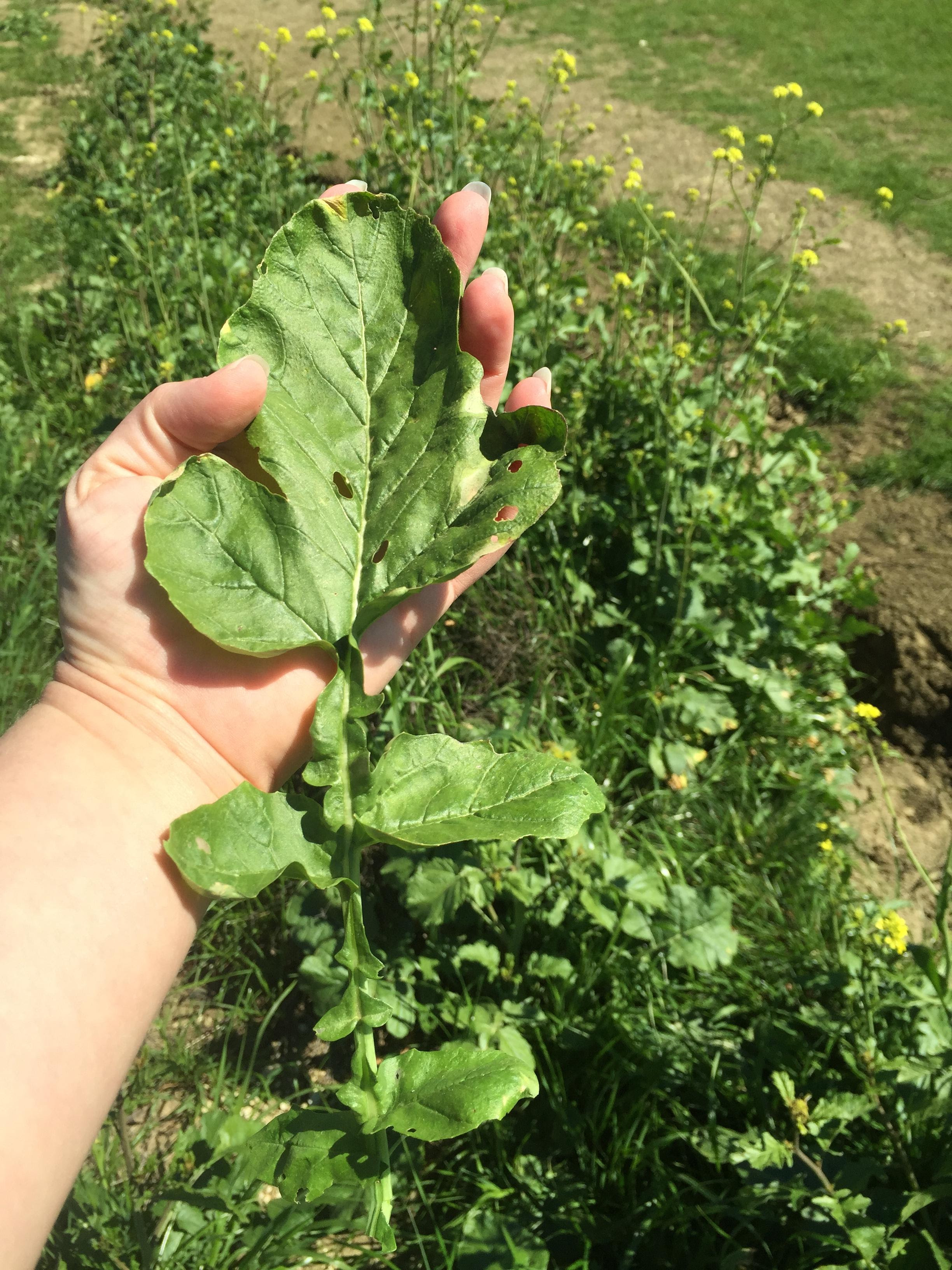 The Foraged Foodie Eating Invasive Bastard Cabbage for the First Time