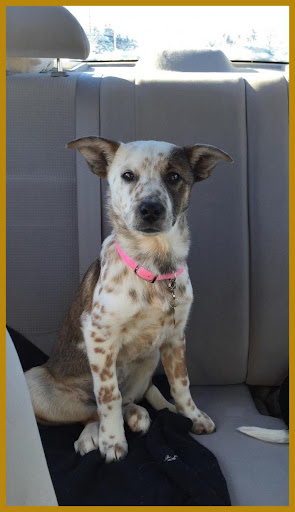 Puppy Red Heeler Chihuahua Mix - Pets Lovers