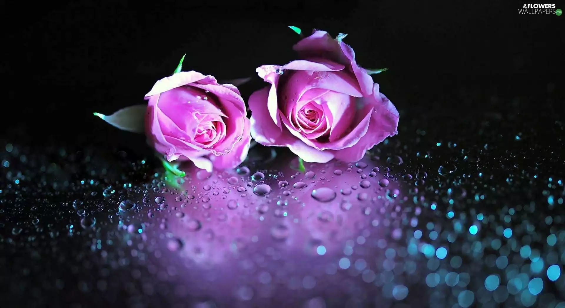 purple, drops, rain, roses - Flowers wallpapers: 1920x1049