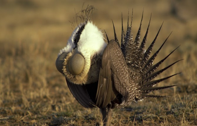 Sage grouse or grouse wormwood, (Centrocercus urophasianus)