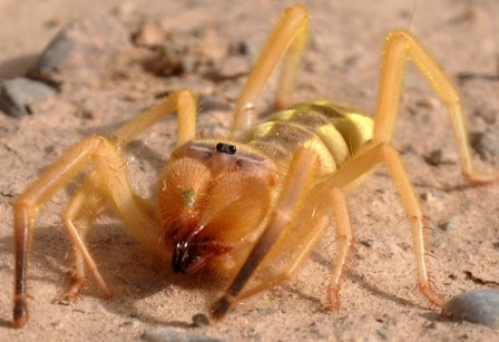 How Often Do Camel Spiders Eat / You must not (нельзя) open the windows
