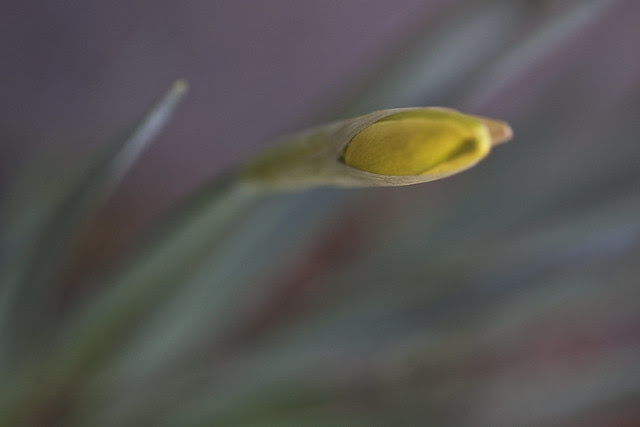 daffodil bud