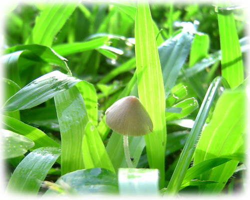 無限台南/真菌-菇-蕈