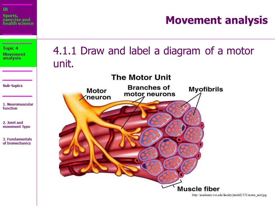 Drag The Labels Onto The Diagram To Identify Parts Of The Neuromuscular