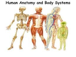 Infection Cancer: Human Body System