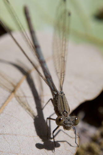 20090405_Macro_0150-WEB