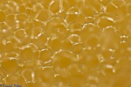 Kitchen sponge (macro)