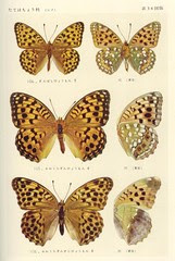 papillon 34