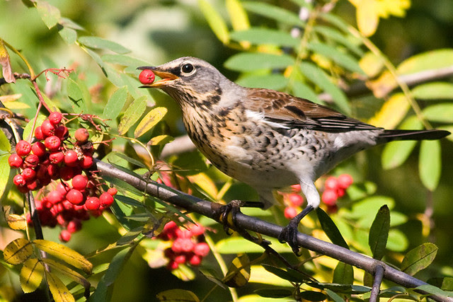 A fieldfare is getting ready for the season migration.