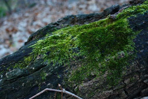 Circular Moss