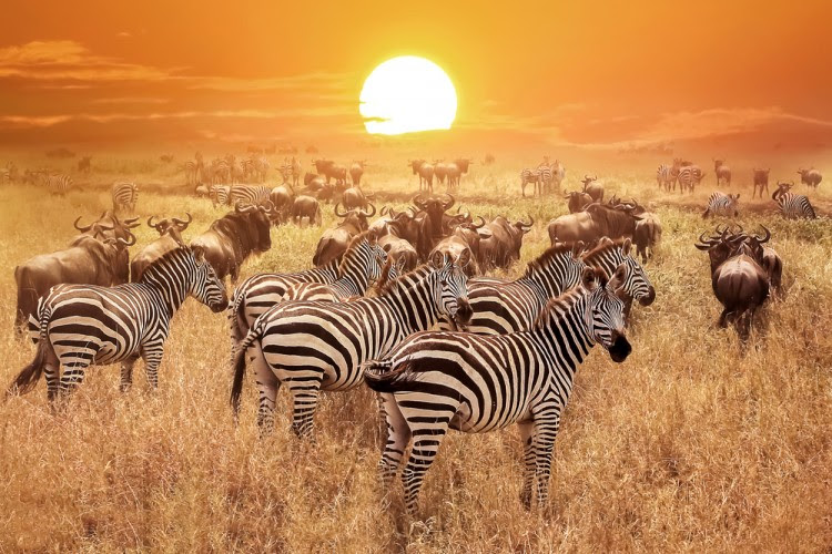12 Best Nature Documentaries on Hulu shutterstock_548615014-1-750x500.jpg
