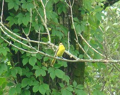 unknown vireo
