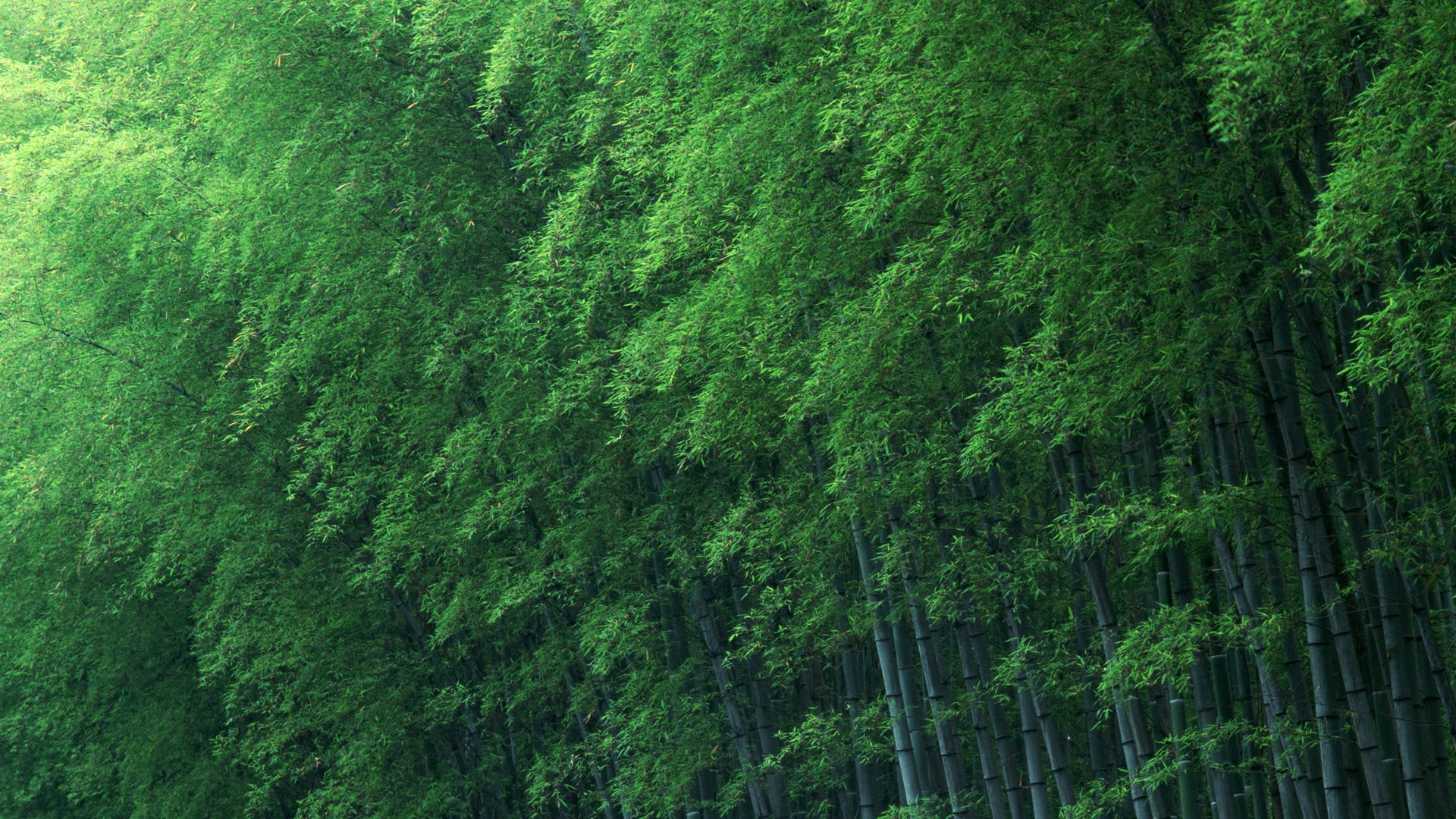 21年の最高 竹林壁紙