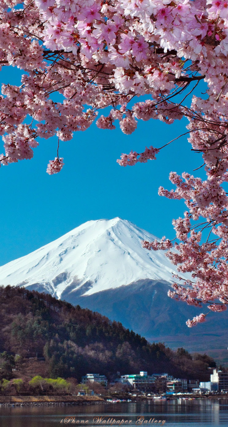 75 Iphone5 壁紙 高 画質 花の画像