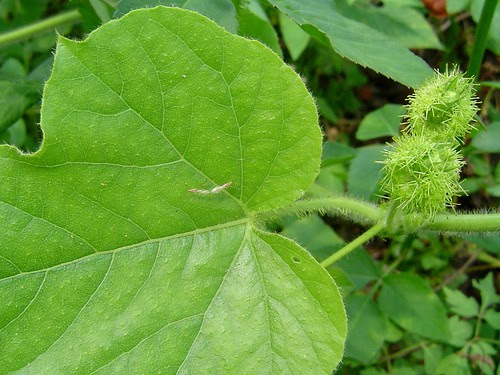 野百香果花果/無限台南