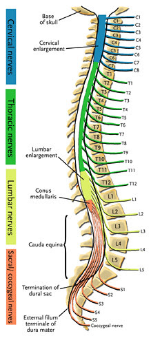 spine7