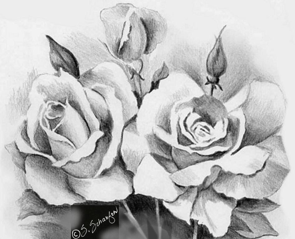 Featured image of post Pencil Drawing Rose Flower Drawing Images / Draw a rose with pencil sketch.