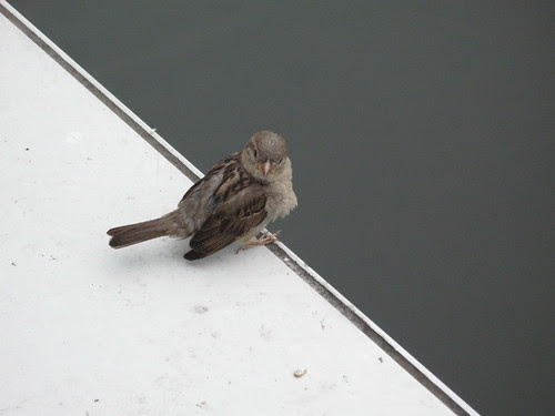 Birdie