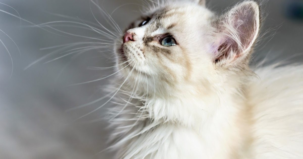 Large Cell Lymphoma In Cats Life Expectancy