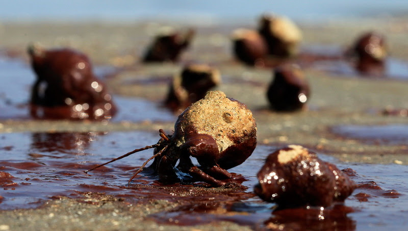 Scenes from the Gulf of Mexico