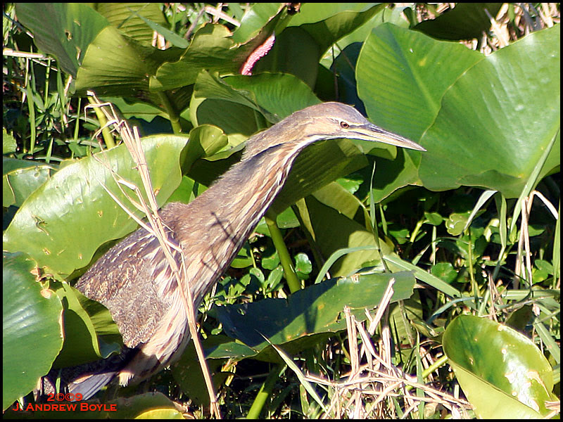 American Bittern