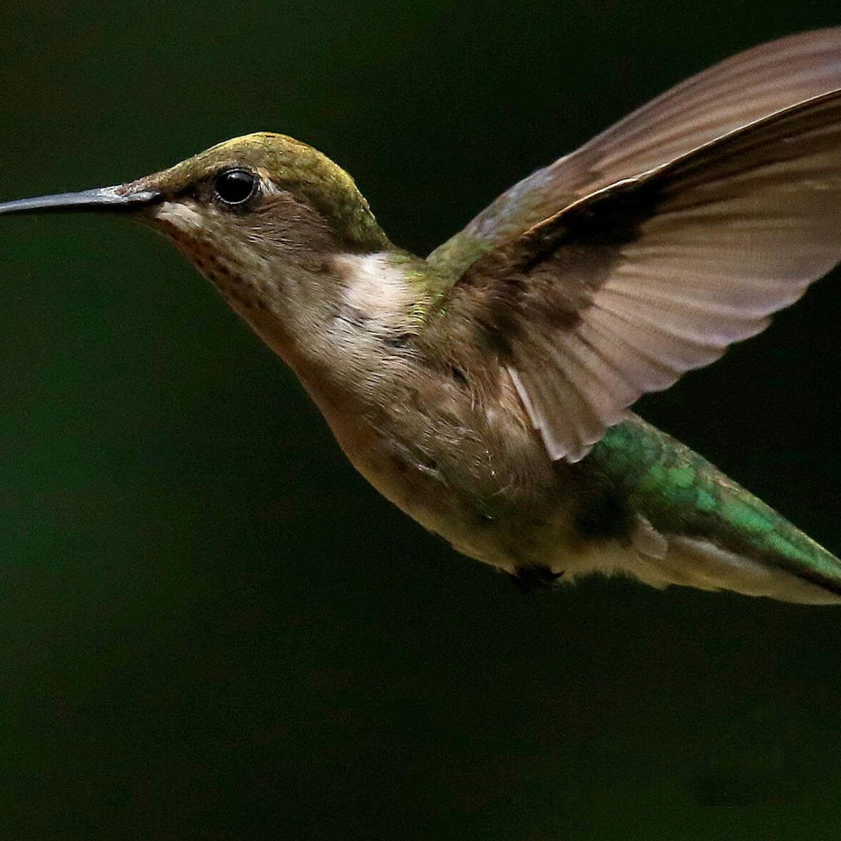 THE GREAT OUTDOORS: Everything about hummingbirds is simply amazing!