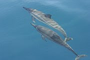 http://upload.wikimedia.org/wikipedia/commons/thumb/0/0d/Spinner_dolphins.jpg/180px-Spinner_dolphins.jpg