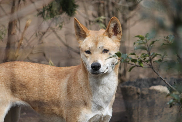 Dingo