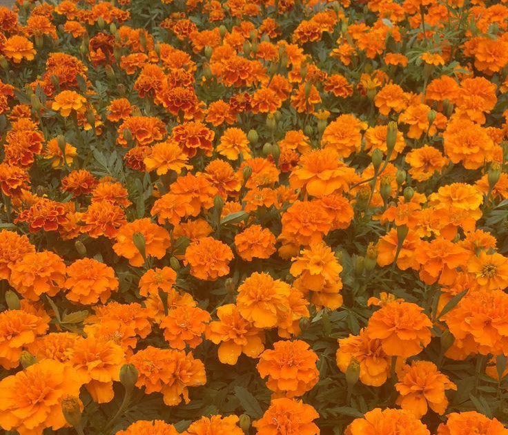 Orange Flower Aesthetic : 36 Different Types Of Orange Flowers With ...