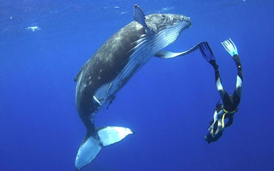 Fajarv: People Swimming With Blue Whales