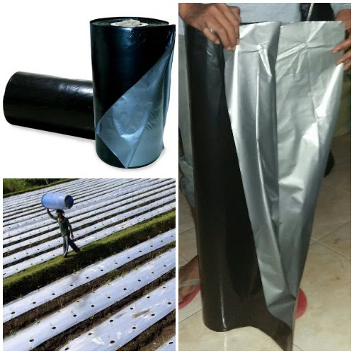 Jual Mulsa Plastik Hitam Perak MPHP Harga Murah Jual Mulsa Plastik Hitam Perak MPHP Harga Murah