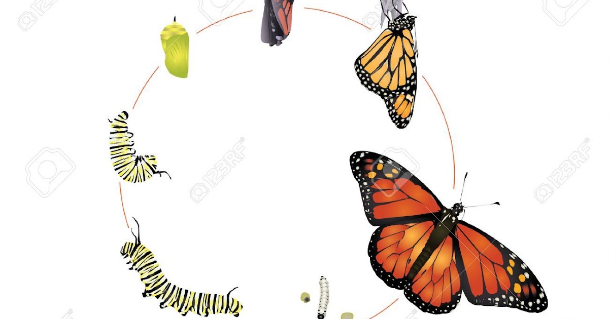 Butterfly Metamorphosis Drawing - Butterfly Mania