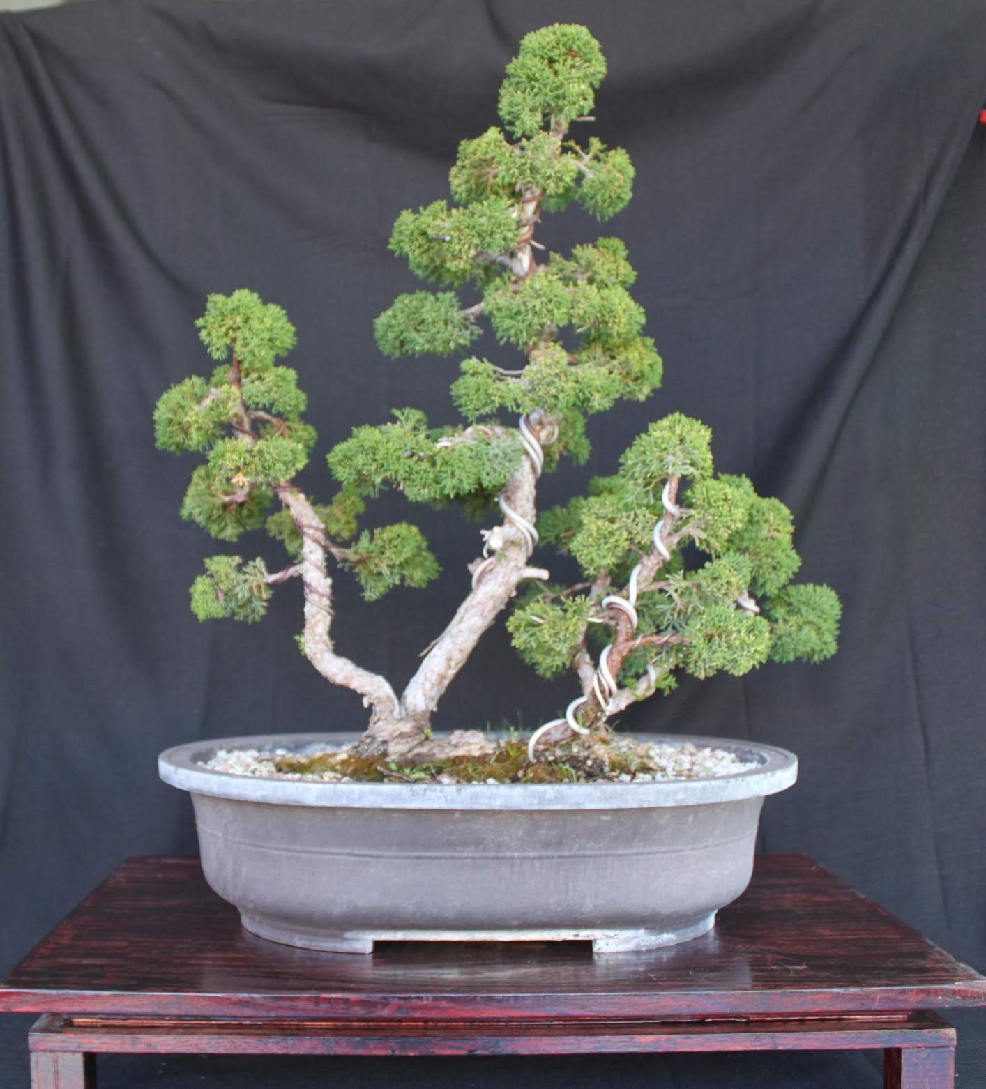 Juniperus Chinensis Old Gold Bonsai Blogger Bonsai