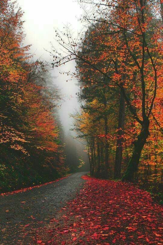 Fall Wallpaper Aesthetic - Prof Wallpaper