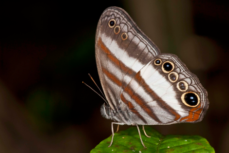 Pareuptychia ocirrhoe interjecta