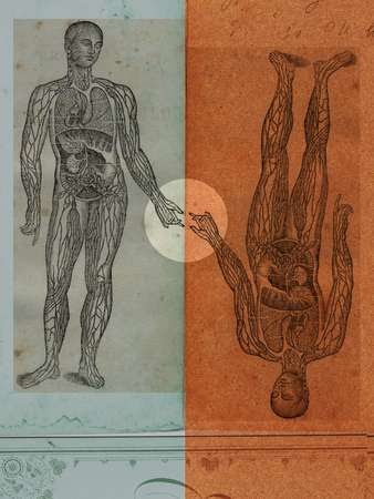 Image Showing Internal Organs In The Back / Ewe Sheep Anatomy Diagram