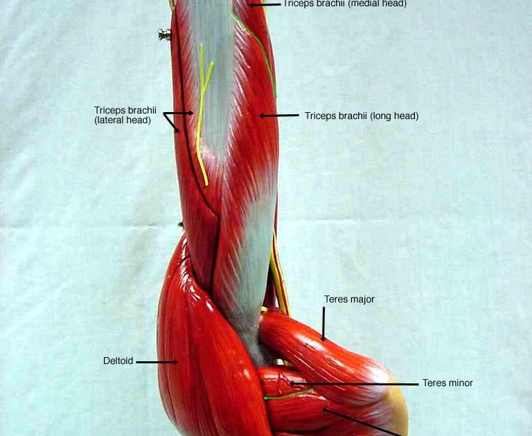 Arm Muscles Names / somso+arm+muscle+model+labeled | BIOL 160: Human