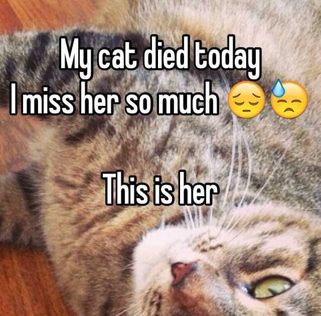 My Cat Died And I Miss Her So Much CatWalls