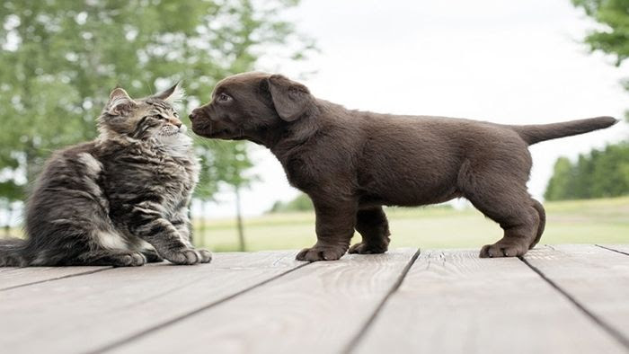 Gambar Kucing Dan Anjing Berantem - Blacki Gambar