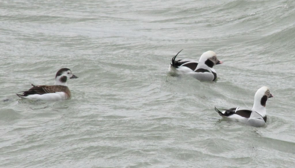 Long-tailed Duck