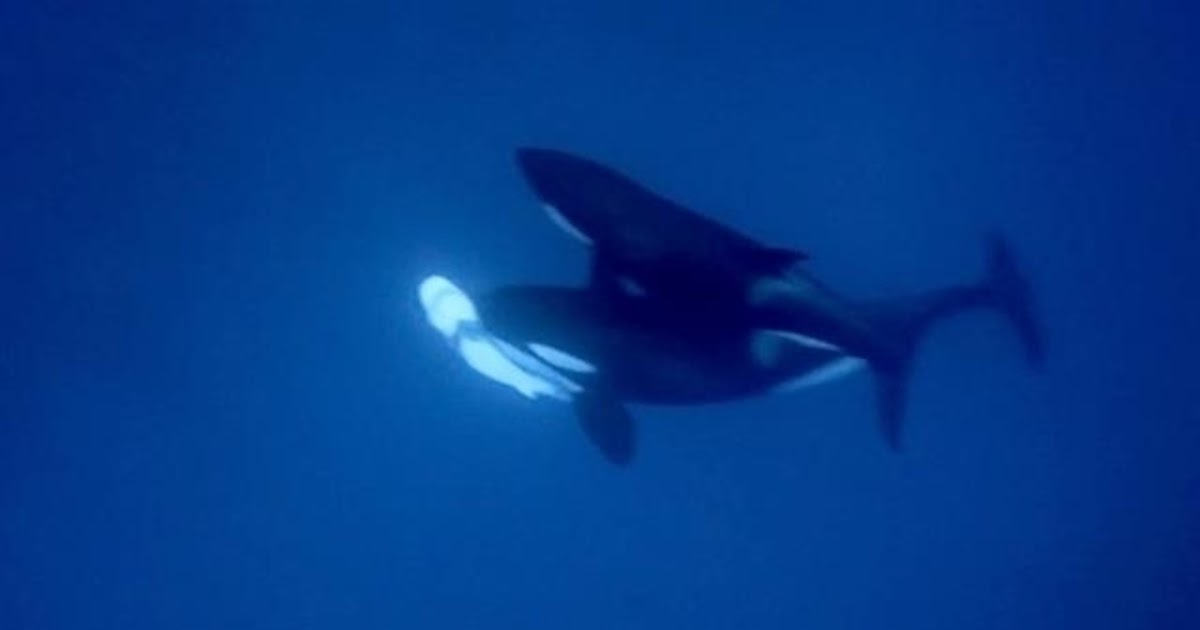Why Do Orcas Eat The Liver Of Sharks - ABIEWRT