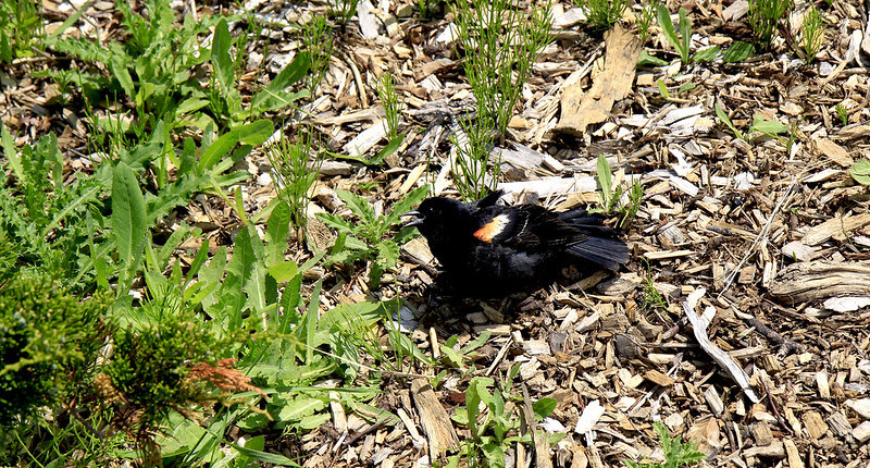 young male rrwb