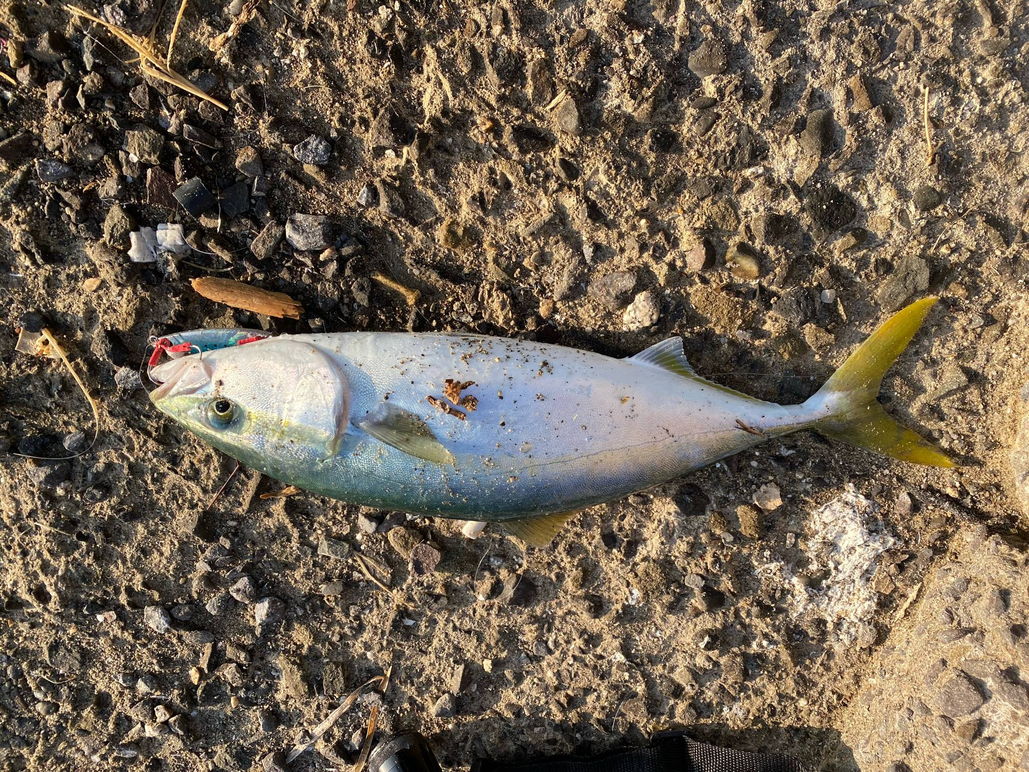 イメージカタログ フレッシュ スズキ 寄生 虫